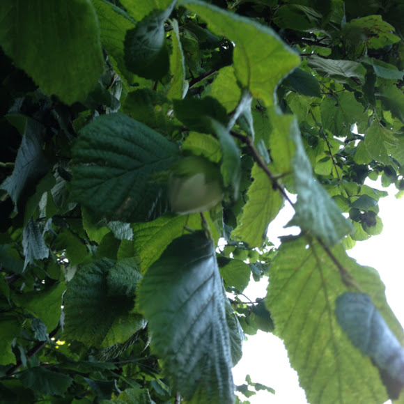 Spotting Image 1