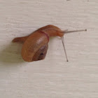 Snail