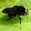 Mamangava