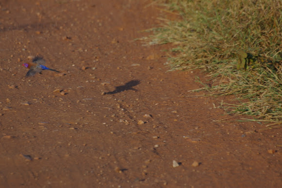 Spotting Image 1