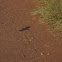Violet-eared Waxbill
