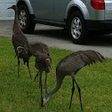 Sandhill cranes