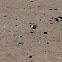 Laughing Gull