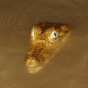 White Caiman