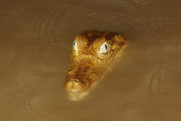 Spotting Image 1