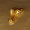 White Caiman