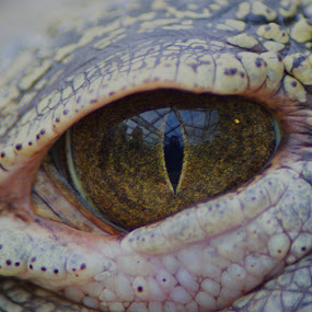 croc eye by JenWil   - Animals Reptiles