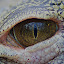 croc eye by JenWil   - Animals Reptiles