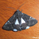 Moth