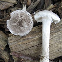 Gunpowder gray Amanita