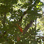 Summer Tanager