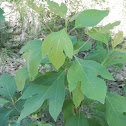 Sassafras