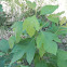 Sassafras