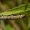 Monarch Butterfly Caterpillar