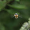 Blue Banded Bee