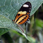 Actinote butterfly laying eggs