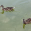 Mallard (female)
