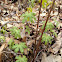 American Climbing Fern