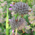Wild Mint
