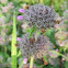 Wild Mint