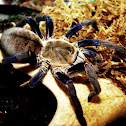 Cobalt Blue Tarantula