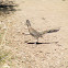 Roadrunner