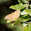 Mariposa Pandora