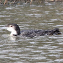 Common Loon