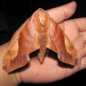 Scarce Velvet Hawkmoth