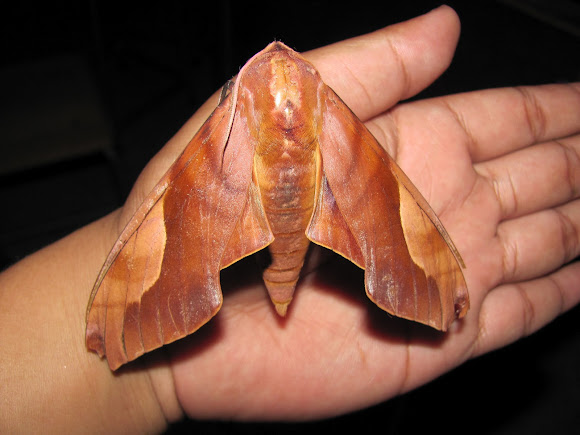 Spotting Image 1