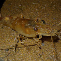 Monkey River Shrimp