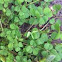 clover species