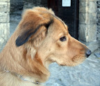 Isotta Cuorcontento