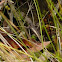 Lizard