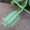 White-veined Pipevine