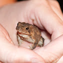 American Toad