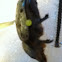 Eastern Hercules Beetle