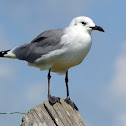 Laughing Gulls