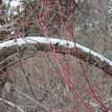 Red Osier Dogwood