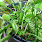 Venus Flytrap