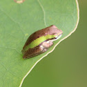 Northern Dwarf Tree Frog