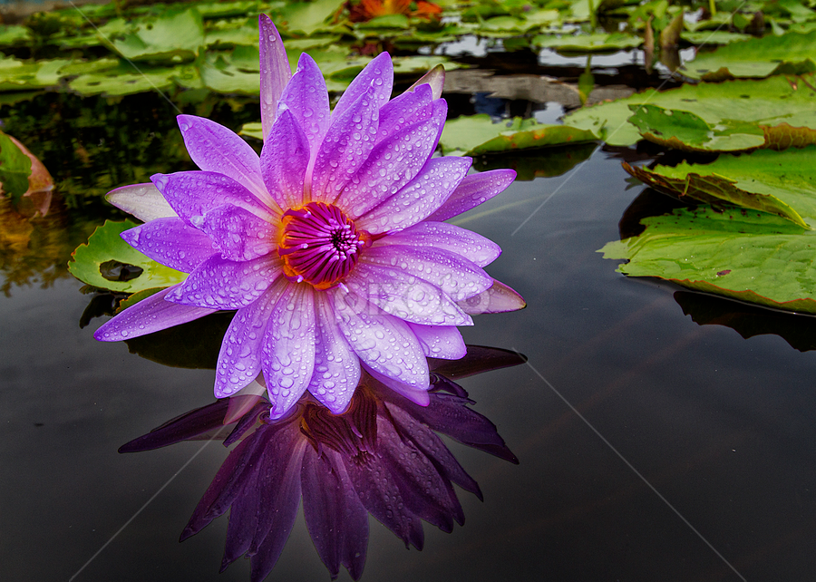 Violet pink by Charliemagne Unggay - Nature Up Close Flowers ( reflection, lily, nature, flower, natural background )