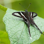 White Dragontail