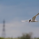 Common Tern