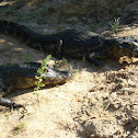 Yacare caiman
