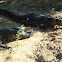 Yacare caiman