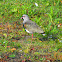 Southern Lapwing / Queltehue
