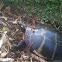 Slider Turtle