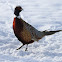 Ring-necked Pheasant