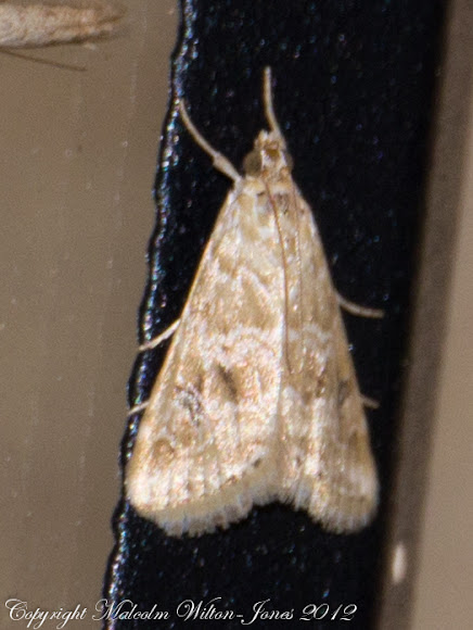 Spotting Image 1